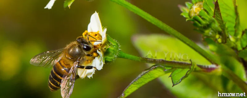 养蜂行业为什么不被看好，主要有以下四个方面