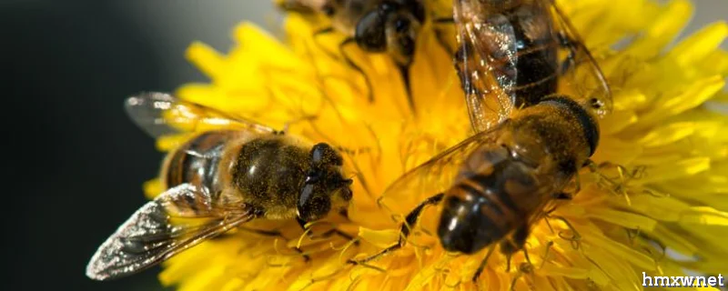 中蜂喂什么繁殖速度快，附详细介绍
