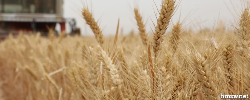 关于中原18小麦品种介绍，它的产量表现怎么样