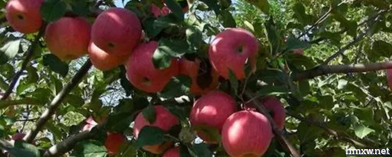 苹果树的种子传播途径是什么，有什么栽培条件
