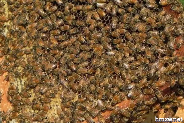 小蜂螨的防治方法