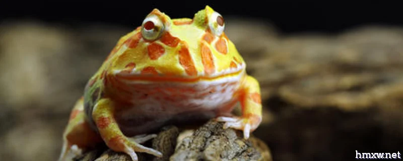 角蛙吃什么食物长的好，附饲养方法