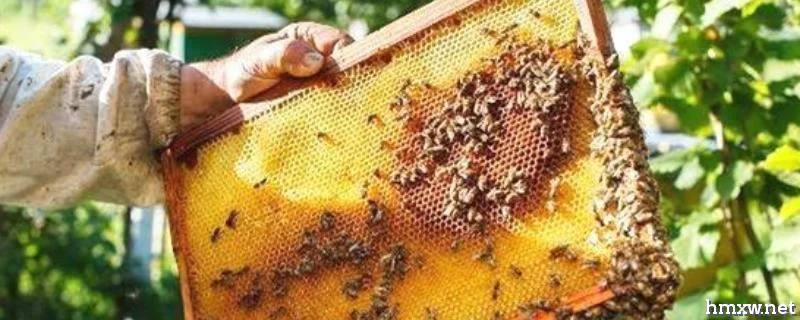 养蜂怎样防止蜂王逃跑，详细介绍