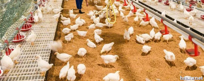肉鸡产量低怎么办，改善环境、及时防治疾病