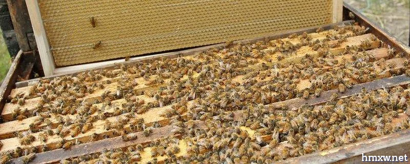 养殖蜜蜂的相关书籍，如何科学的养蜂