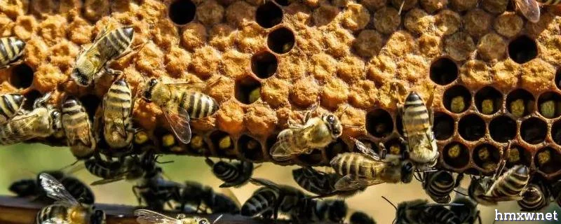 我国有多少群蜜蜂，主要饲养什么品种