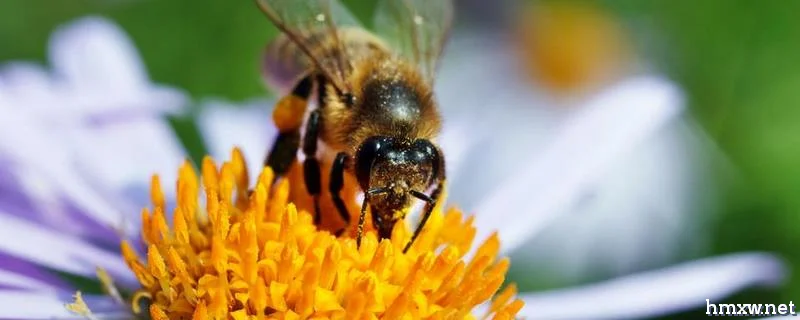 蜜蜂为什么不蜇养蜂人，被蜜蜂蜇了怎么处理才好