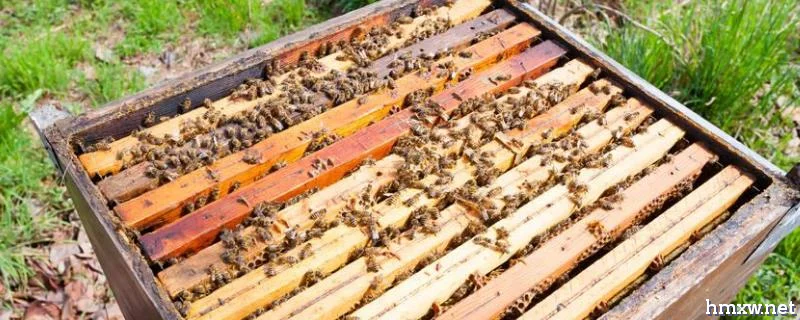 养蜂怎么给蜜蜂喂水，分别详细介绍