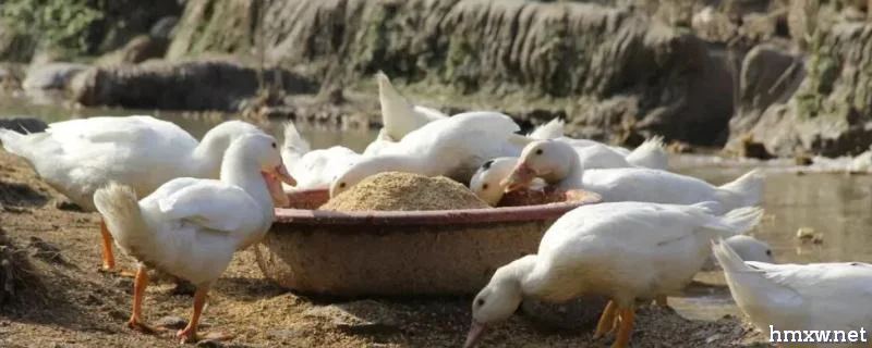 家养鸭子如何喂养
