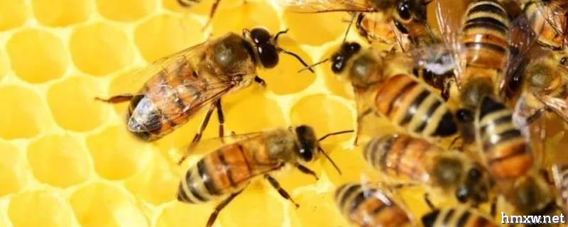 新手需要了解的养蜂知识，掌握这五点就够了