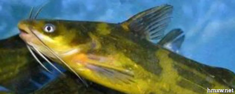 黄颡鱼的饲料配方，附投喂方法