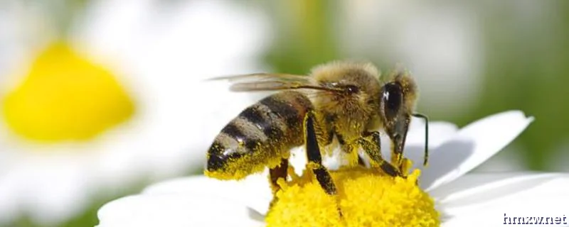 蜜蜂里有黑蜂怎么处理，出现黑蜂的主要原因是什么