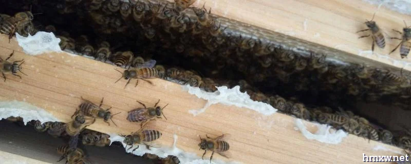 土蜜蜂的养殖方法，怎样挑选蜂箱