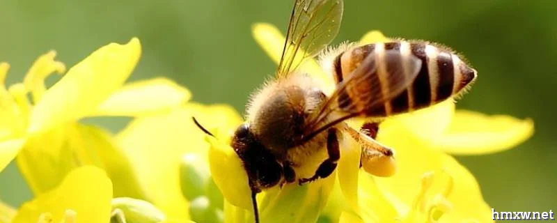 一个人能养多少箱蜜蜂，哪些人不适合养殖蜜蜂