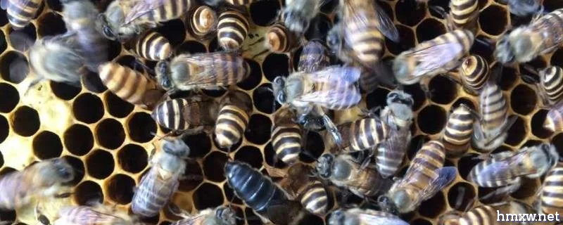 中蜂取蜜怎样不伤子，详细介绍