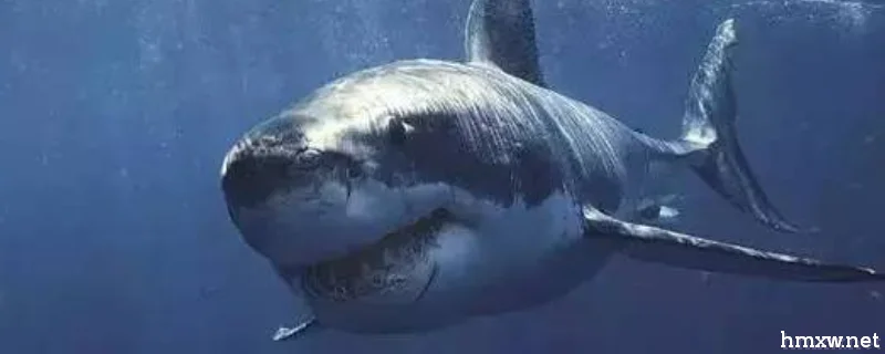 格陵兰鲨有什么天敌，寿命有多长