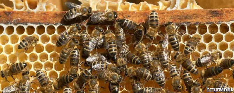 养蜜蜂怎么防止老鼠，详细介绍