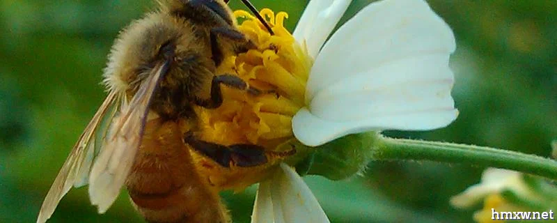 冬天养蜂怎么保温才正确，具体措施有哪些