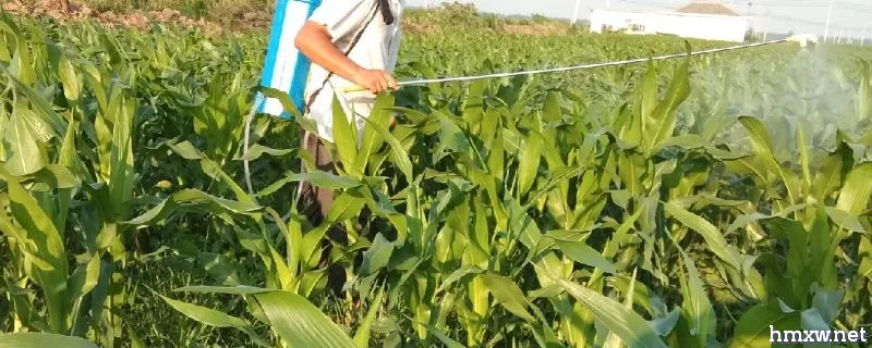 让玉米高产的叶面肥配方