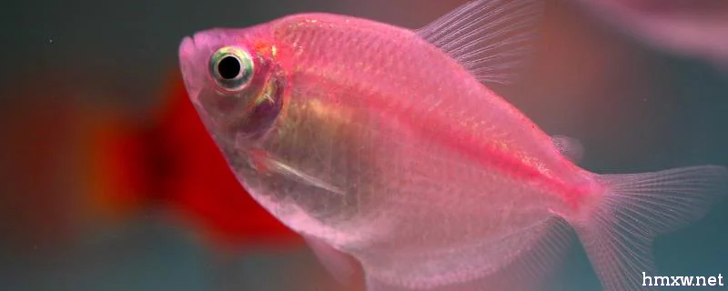 鱼有没有眼皮，眼皮对于水生动物来说意义不大