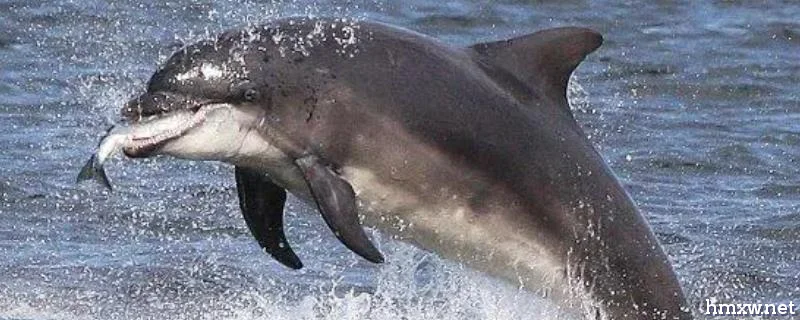 海豚是怎么吃鱼的，直接吞不咀嚼