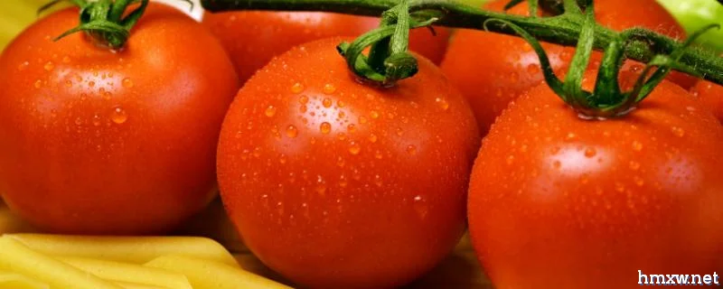 如何让西红柿快速生根，使用生根肥可以促进根系生长
