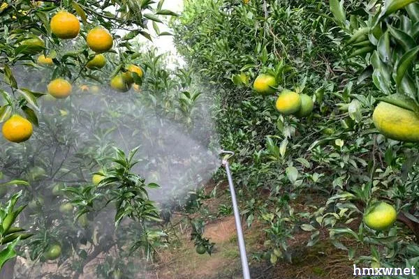 柑橘酸腐病的症状及发生规律，多发生于成熟的果实