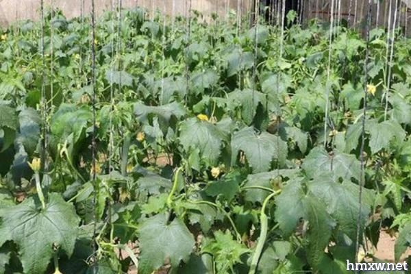 丝瓜在生长过程中需要什么肥料，其需肥量比较大