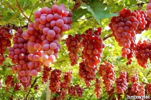 腐植酸对葡萄有哪些作用，出现土壤酸化和盐碱地可用