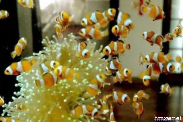 小丑鱼可不可以养，是水族馆和家庭鱼缸中的常见品种