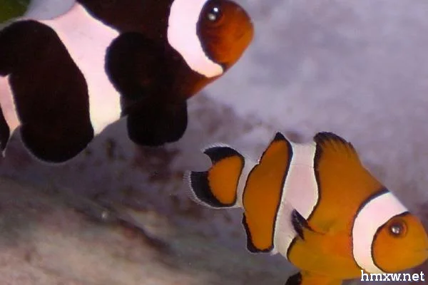 小丑鱼可不可以养，是水族馆和家庭鱼缸中的常见品种