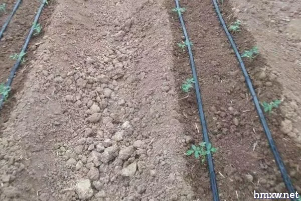 冬季灌溉系统保养方法，田间条滴灌管线要拉直