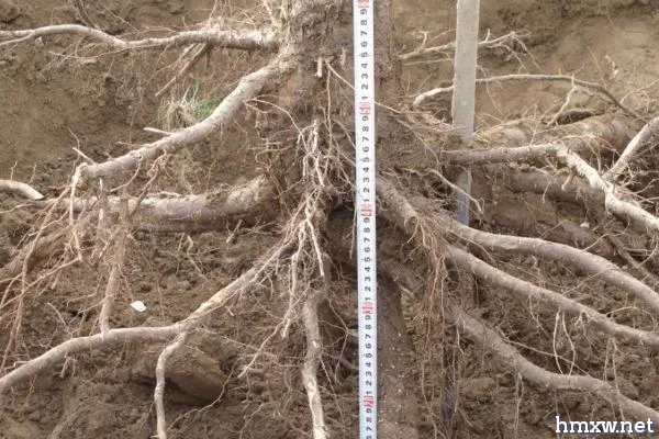 促进苗木生根的方法，品种不同导致插条生根有难易
