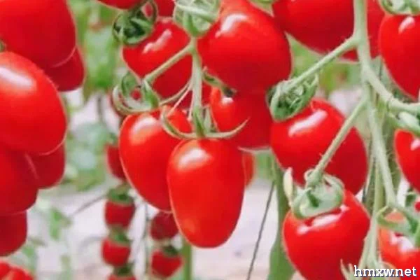 如何提高樱桃番茄座果率，控制好温度是关键