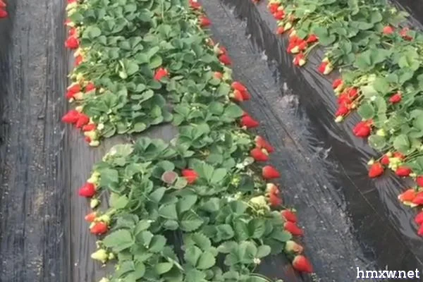 影响草莓产量的因素，在微酸性的壤土中种植较好