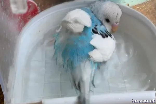 鹦鹉需要洗澡吗，可根据气温来调节洗澡频率