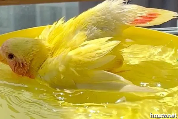 鹦鹉需要洗澡吗，可根据气温来调节洗澡频率