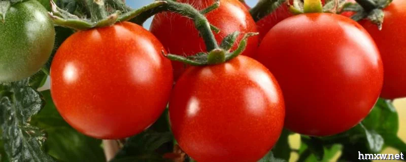 西红柿空心果怎么防治，开花期要注意控制温度