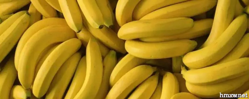 香蕉长在哪里