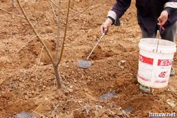 使用全水溶性肥料的技巧，施肥前要进行二次稀释
