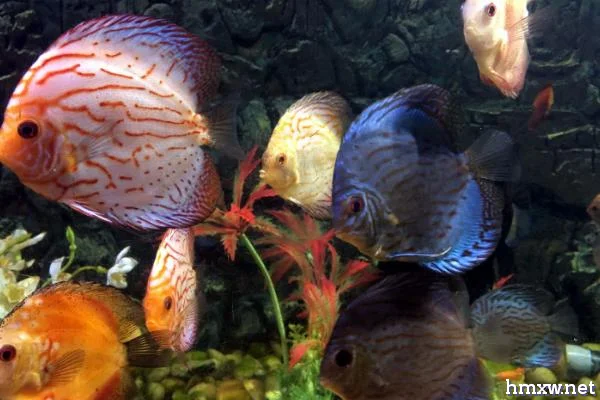 七彩神仙鱼的繁殖方法，要让它们自由配对