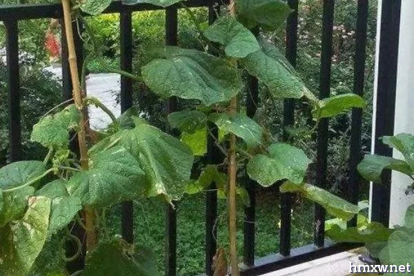 阳台黄瓜只开花不结果是怎么回事，注意授粉情况