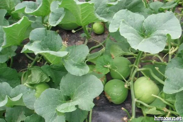种植甜瓜什么时候打膨大剂，附甜瓜的生长环境
