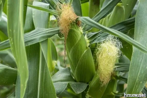 金庆1号玉米种子的特征，成熟期为128天左右