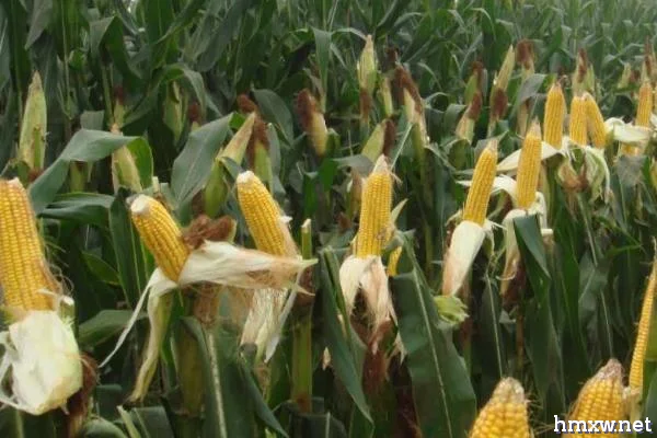 金庆1号玉米种子的特征，成熟期为128天左右