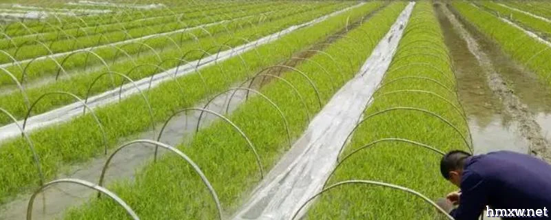 水稻育秧方法，播种后可灌溉浅水