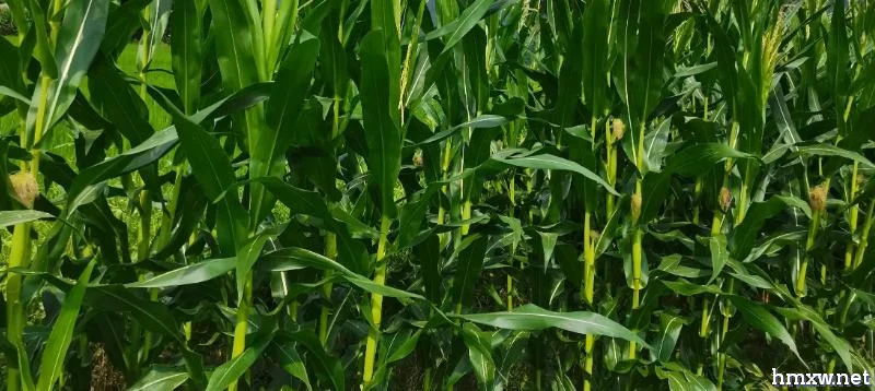 超高产玉米种植方法，首先要选择优良品种