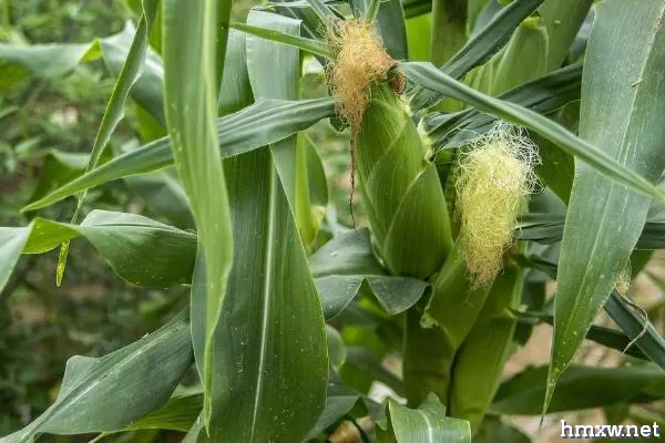 沃玉3号玉米品种简介，适宜在山西春播