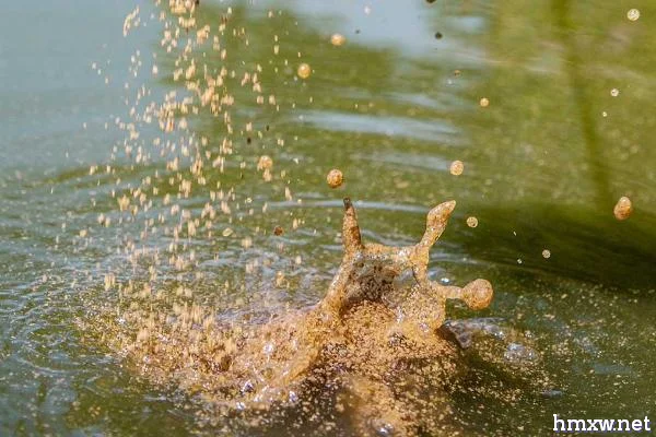 水库钓鲤鱼如何选择钓位，用玉米粒或者酒米打窝料最好