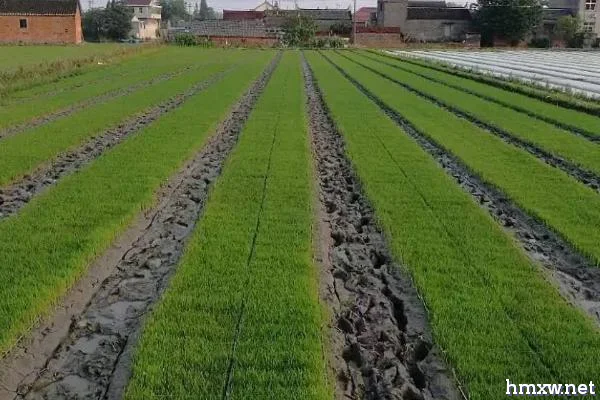 水稻育秧方法，播种后可灌溉浅水